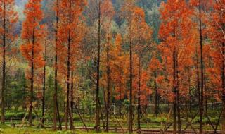 西岭雪山一日游 西岭雪山一日游