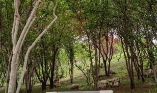 石家庄植物园门票