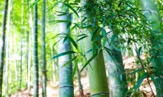 对丫丫的评价 丫丫抓起竹子就开啃