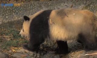 熊猫可以洗澡吗 熊猫泡澡太像人了