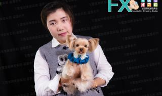 约克夏发夹怎么戴 约克夏造型