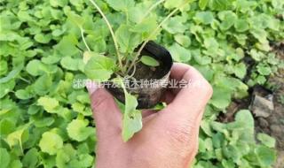 民间诸葛菜是什么食物 诸葛菜又叫什么