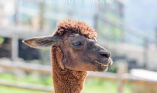 重庆动物园和乐和乐都动物园区别 重庆野生动物园