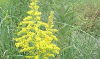 一枝黄花为什么在加拿大不泛滥 加拿大一枝黄花图片